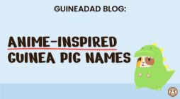Guinea Pig Anime